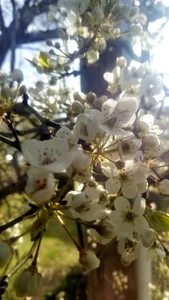 Bigneil222 nature Pic 3