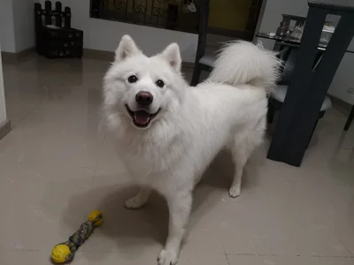 Mysunshine_ Logan Dog 🐶 Foto 9