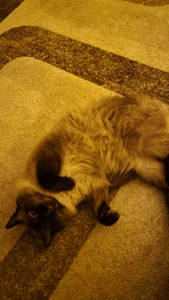 Blondie_Sasha kullanıcısının Cat mom albümü -  5 fotoğraf