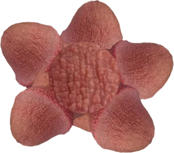 CumcontrolWithMe Public Hình 8