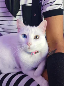 andrew_uwu_ kullanıcısının My feline daughter, she is Zoe ❤️ albümü -  2 fotoğraf