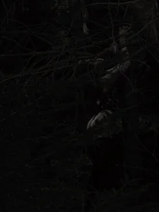 🪾My forest album🌲 de RebelSinDoll  5 Imagens