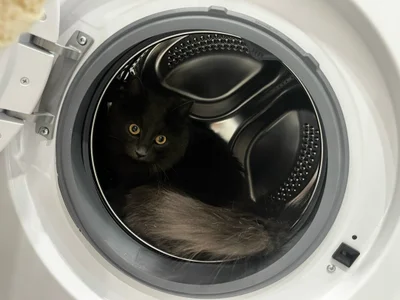 babyyullii my pets, I love my cats Pic 9