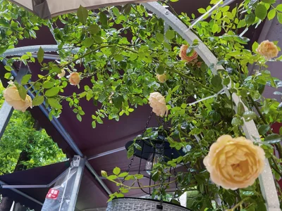 love-uiuiのuu养的小花花の 5枚の写真