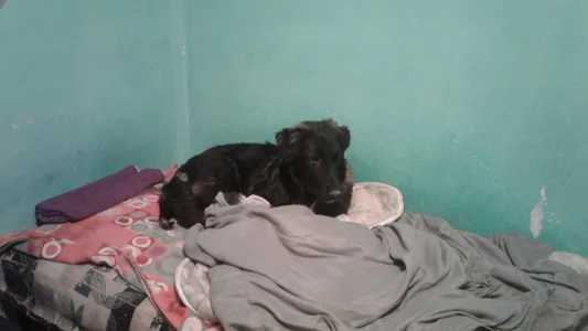 ExquisiteMature Luna Wolf Soul Hình 4