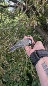 Bo0g: Feeding animals 😁 ( 3 фото)