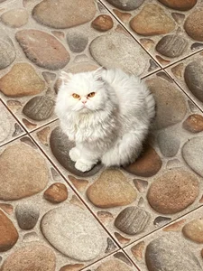 MaxiRogers my pets! Pic 2