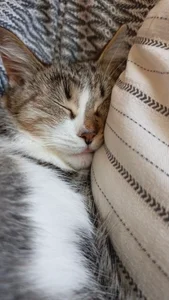 my cat$ ☜(ﾟヮﾟ☜) de Naomi_Evermore  3 Imagens