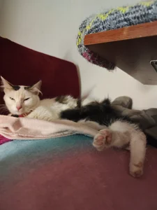 diamondfer MY PETS Pic 7