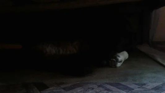 ExquisiteMature The monster under my bed Poză