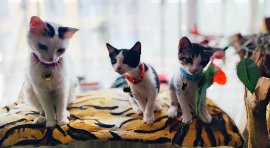 diamondfer MY PETS Pic 6