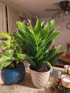 Cutiecumsalot Public รูป 