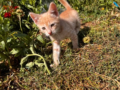 EvaThopson the last hot day of summer Εικόνα 2