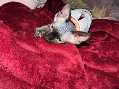 sofi_sc My Sphynx Cat! Elias Poză 4