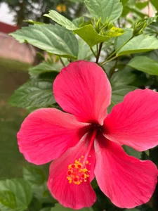 ximenawilliamss Breeze & Glow 🌺🌊✨ Immagine  2