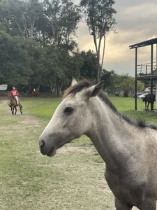 liahouses A caballo Pic