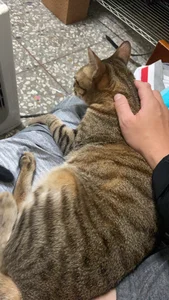 bigbb101011 貓貓日記 Pic 8