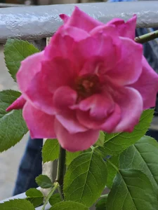 LADYMILF Rose rosse per te.... Hình 7