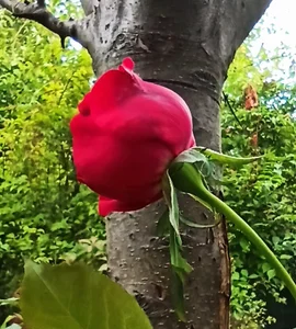 LovelyHelena Autumn in my garden Pic 5