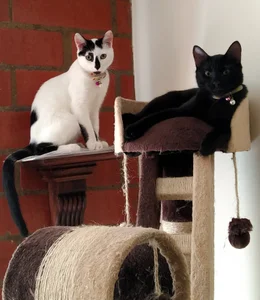 CaitlynLian My cute pets Kuva 4