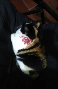 LuciaLaurent my beloved pets Immagine  4
