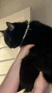 MaryMurray meow Immagine 