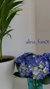 Alexa_Girl1 flowers (*¯︶¯*) صورة واحدة|Alexa_Girl1 flowers (*¯︶¯*) صورتان|Alexa_Girl1 flowers (*¯︶¯*)  3 صور|Alexa_Girl1 flowers (*¯︶¯*)  3 صورة