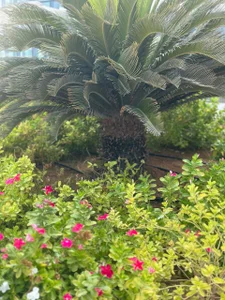 Public od Sperma_v_rotic  2 snímek