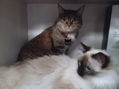 Lain_Root ALL FEED PHOTOS CATS Immagine  9