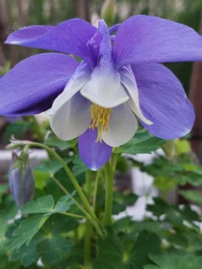 Divinna TAVASZ A KERTBEN Foto 9