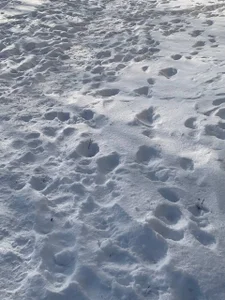 liana_kisses it was an incredible winter day Hình 4