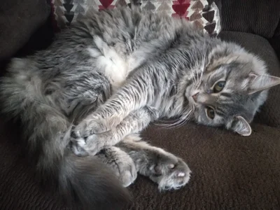 VanceFontaine: Myself and my cat ( 8 фото)