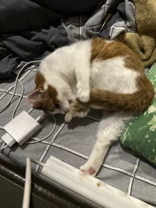 RedLipse My kitty Vifa Immagine  6