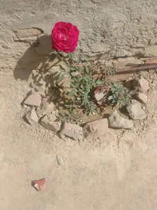 Love de Bottom_user Foto 2