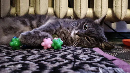 swett_girll my cat 🥰🐈 Hình 9