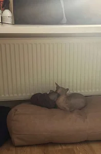 selina_coy my cats🐾😇💗 Pic