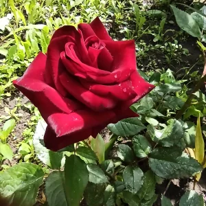 LovelyHelena My garden Pic 4