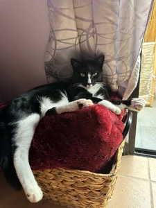 Piinkpandora kullanıcısının My Pinkis🐾 albümü -  8 fotoğraf