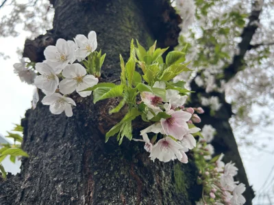 u_ramu Public صورة واحدة|u_ramu Public صورتان|u_ramu Public  4 صور|u_ramu Public  4 صورة