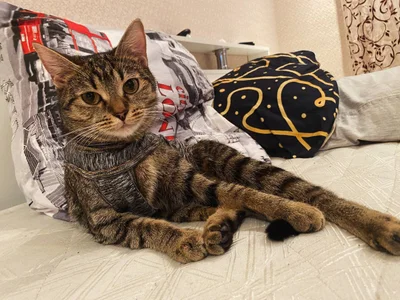 xAlisontinyのmy petsの 2枚の写真