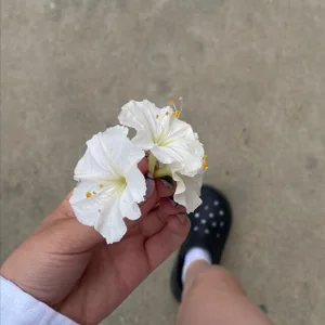 LakishaQuattlebaum Public Fotka 2