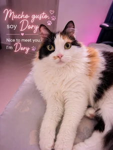 sofix__ My space 💖, my cats🐾 รูป  2