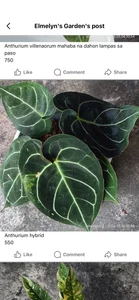 hyacinth30 Public Pic 4