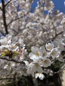 mami-rin Public slika 2