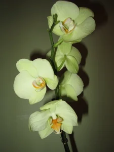 MISSBOOBS My orchids! зображення 6