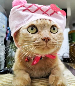 -mirurun08-: にゃんこ♥　Cat ( 2 фото)