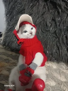 luna_sofia69 My Cat 🐱 Pic 3