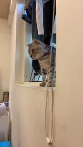 bigbb101011 貓貓日記 Pic 4