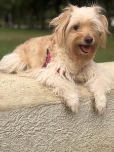 SofiaRousel's These are my pets ❤️ Sex Photo 3