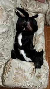 Kat_Art My adopted angels зображення 8